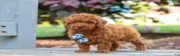 Cavapoo dogs for sale: Kai - Ad 5