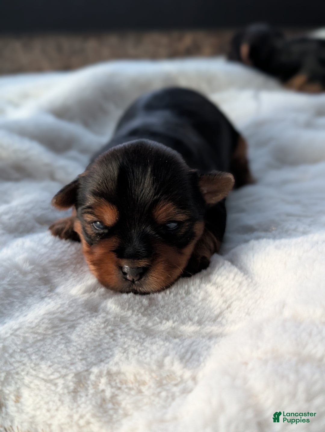 Yorkshire Terrier dogs for sale: Dutchess  - Ad 4