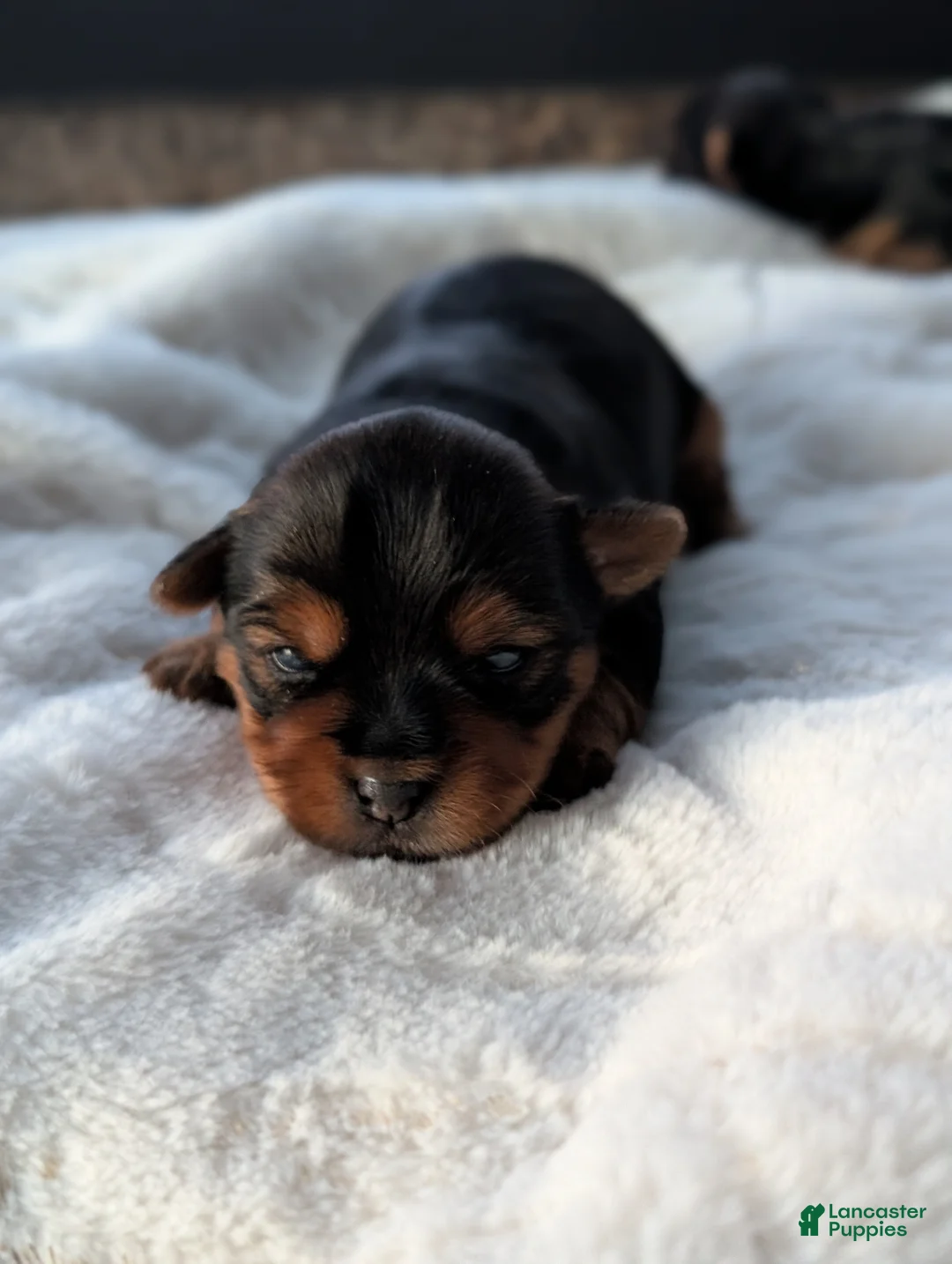 Yorkshire Terrier dogs for sale: Dutchess  - Ad 11