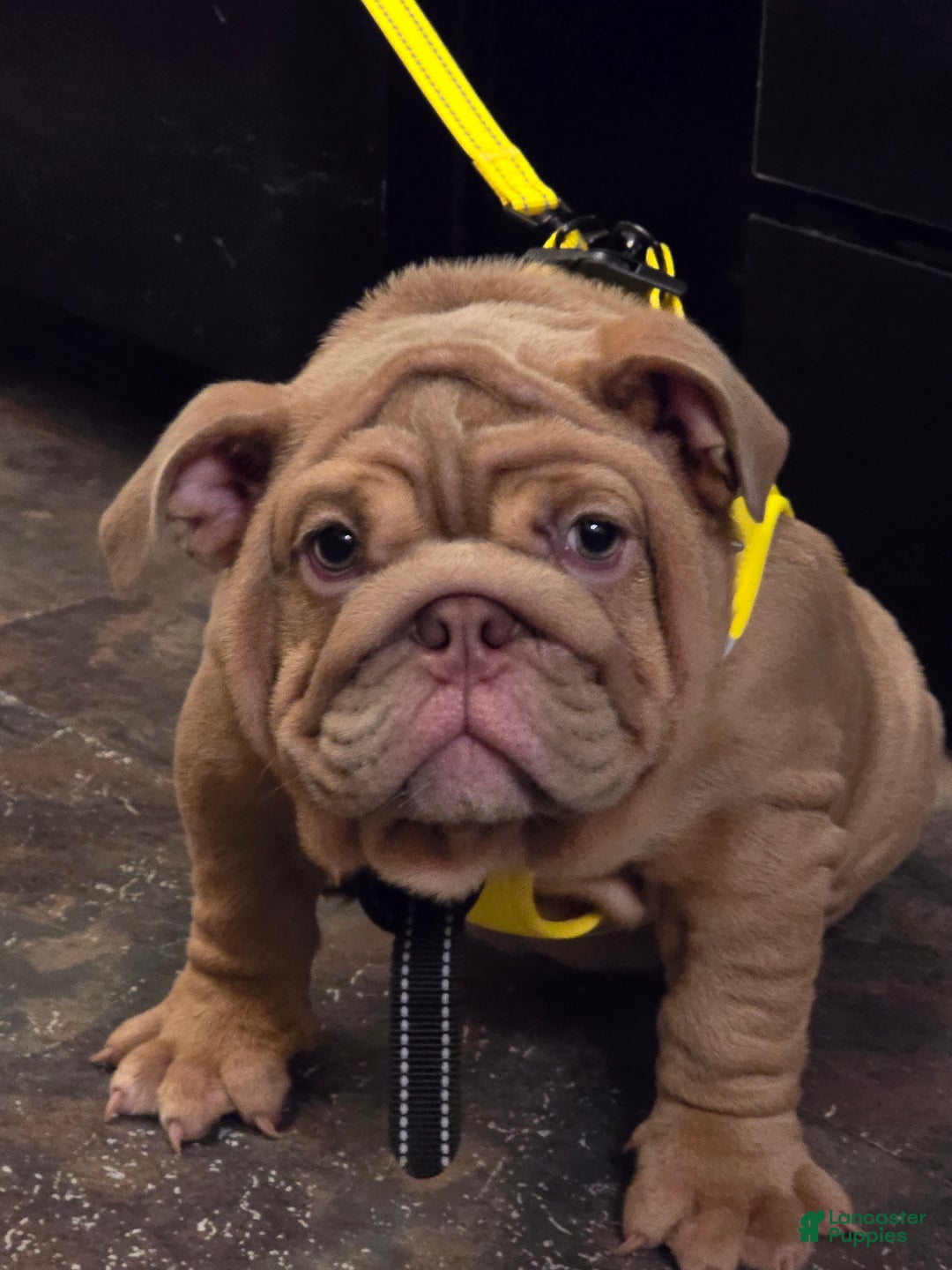 English Bulldog dogs for sale: Beatz  - Ad 7