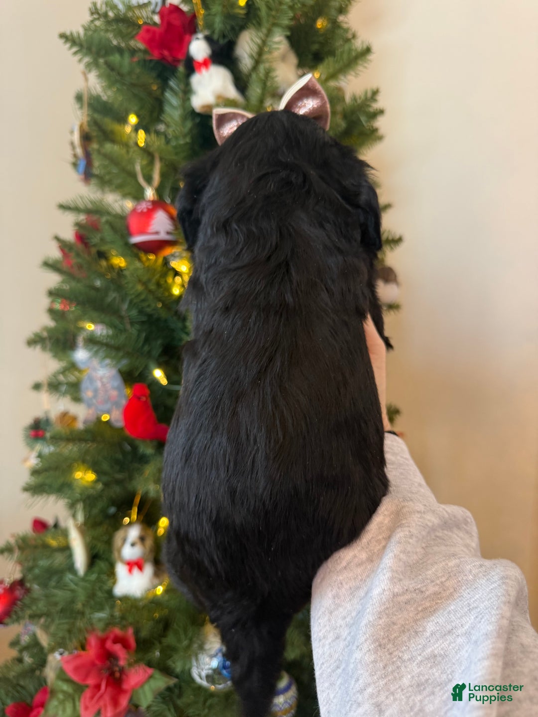 Mixed Breed dogs for sale: Frannie - Ad 9