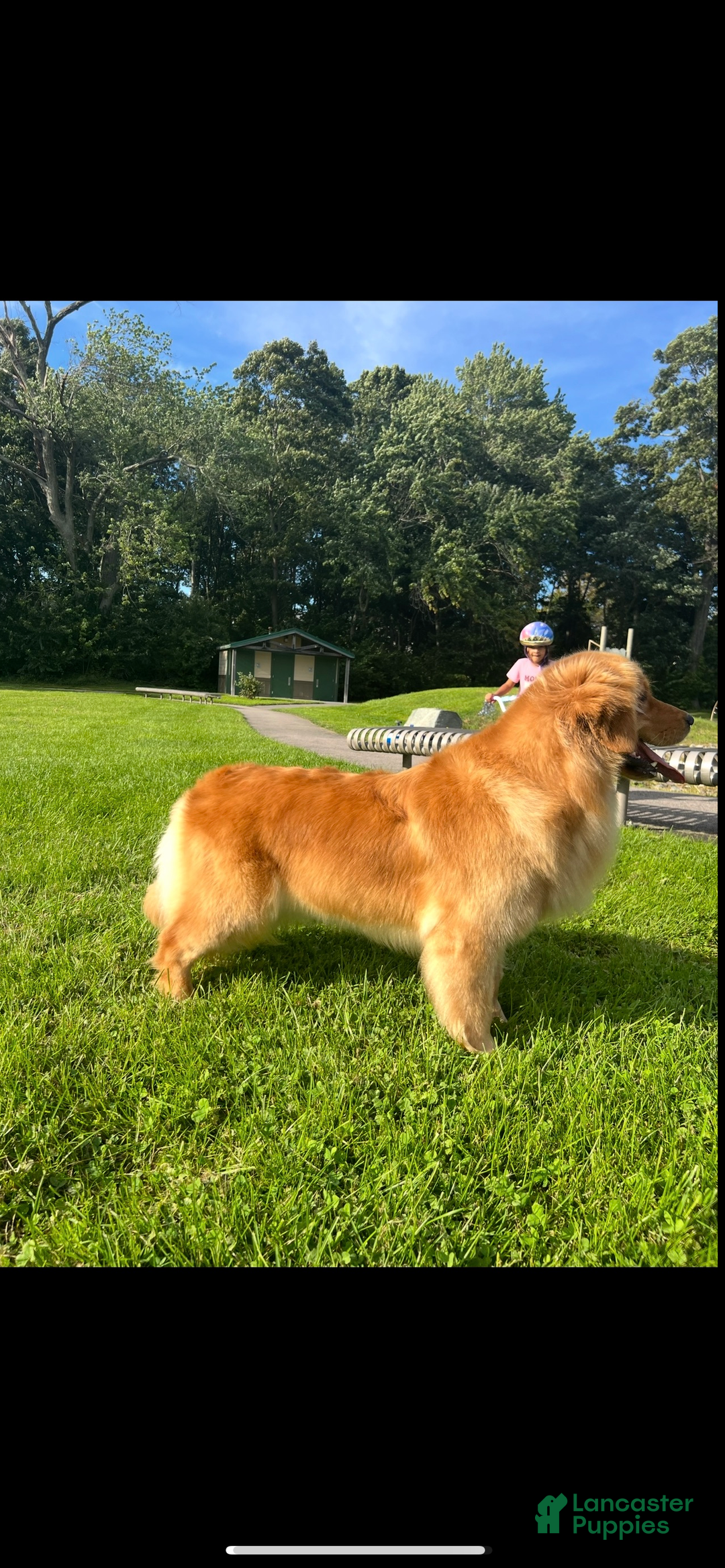 Golden Retriever dogs for sale: Golden Retriever Puppy orange  - Ad 6