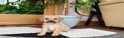 Mixed Breed dogs for sale: Larry - Ad 6