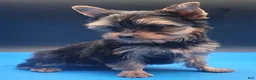 Yorkshire Terrier dogs for sale: Yorkshire Terrier 2 - Ad 4