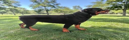 Rottweiler dogs for sale: Terex - Ad 7