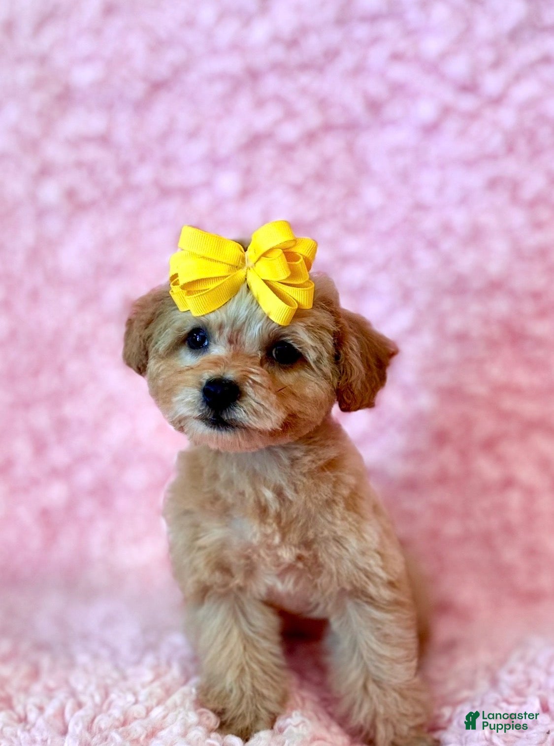 Toy Poodle dogs Melody tiny toy - Ad 1