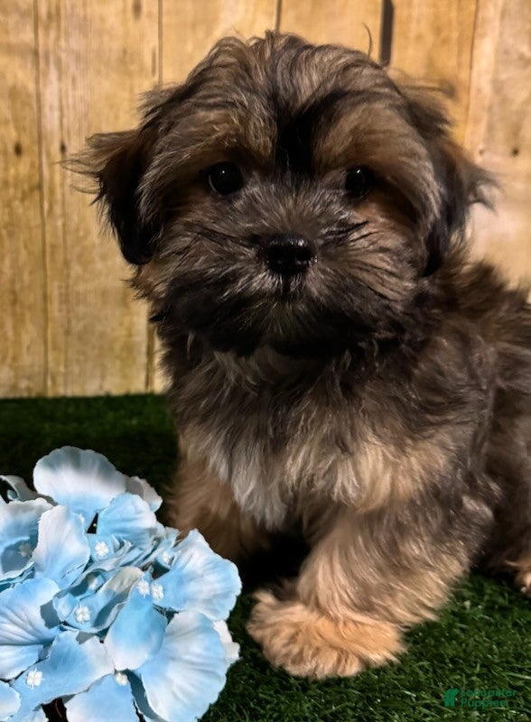 Shorkie dogs Whiskey - Ad 2