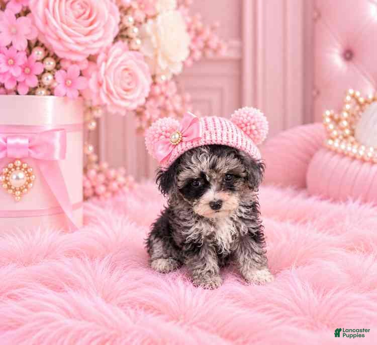 Toy Poodle dogs for sale: Merle Poodle 1 - Ad 2