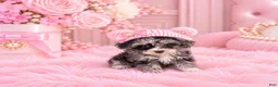 Toy Poodle dogs for sale: Merle Poodle 1 - Ad 2