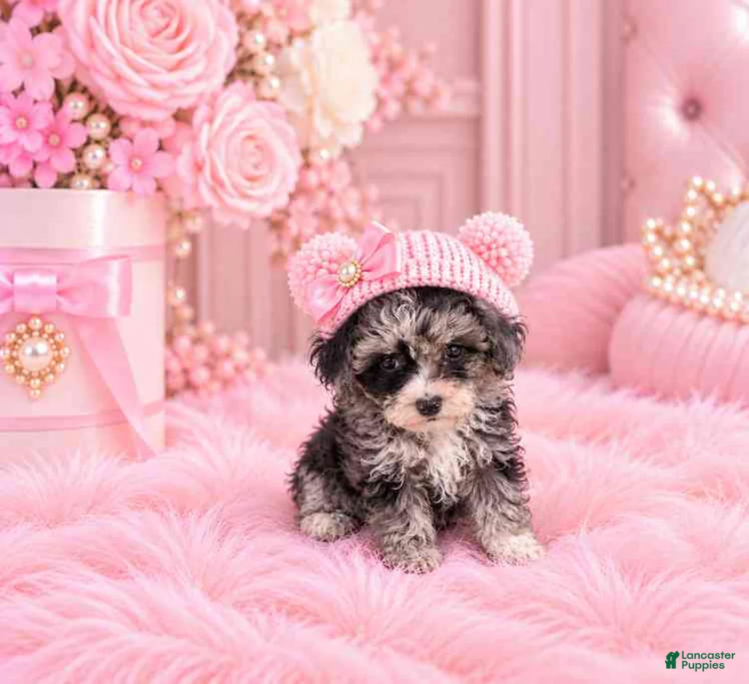 Toy Poodle dogs for sale: Merle Poodle 1 - Ad 2