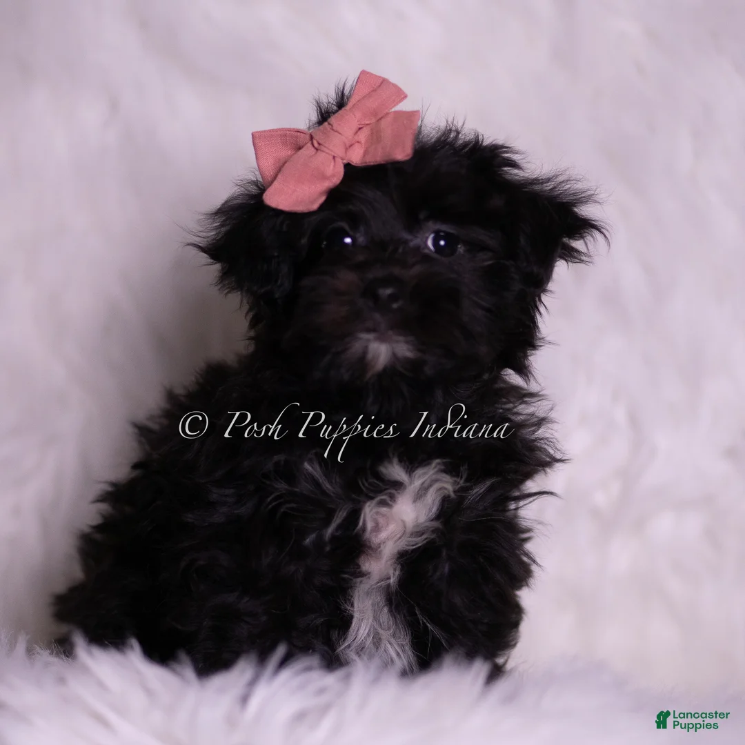Morkie dogs for sale: Lina - Ad 2