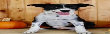 Baxter