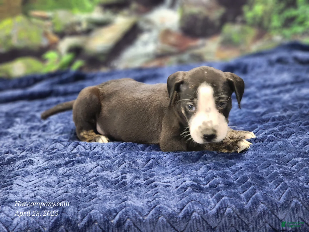 Catahoula Leopard Dog dogs for sale: Luna 2025 Male 1 - Ad 10