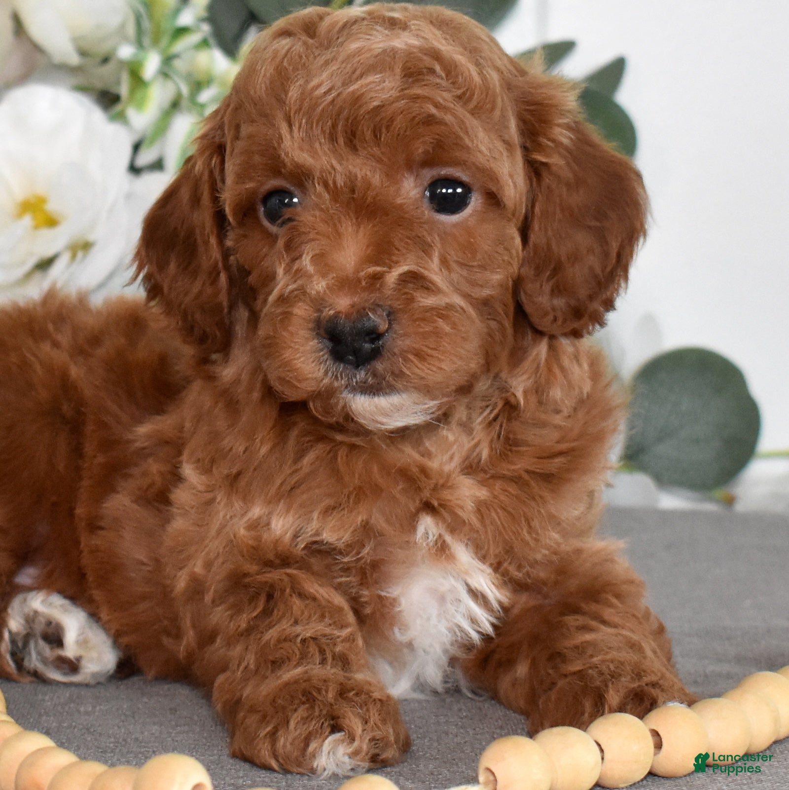 Toy Poodle dogs Patrick  - Ad 2
