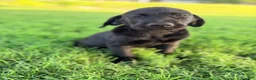 Labrador Retriever dogs for sale: Labrador Retriever 8 - Ad 4