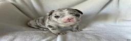 French Bulldog dogs for sale: Blake- MALE - Ad 2