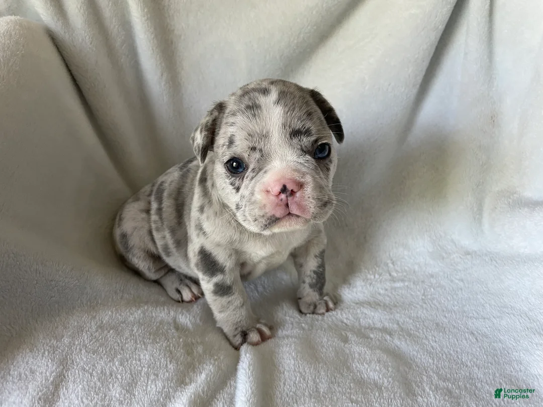 French Bulldog dogs for sale: Blake- MALE - Ad 2