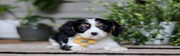 Cavalier King Charles Spaniel dogs for sale: Teddy - Ad 4