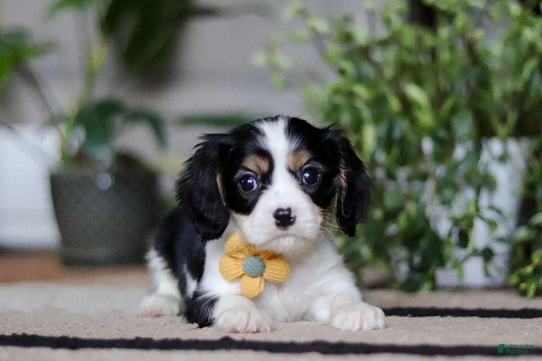 Cavalier King Charles Spaniel dogs for sale: Teddy - Ad 4