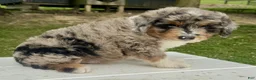 Mini Aussiedoodle dogs for sale: Meatball - Ad 5