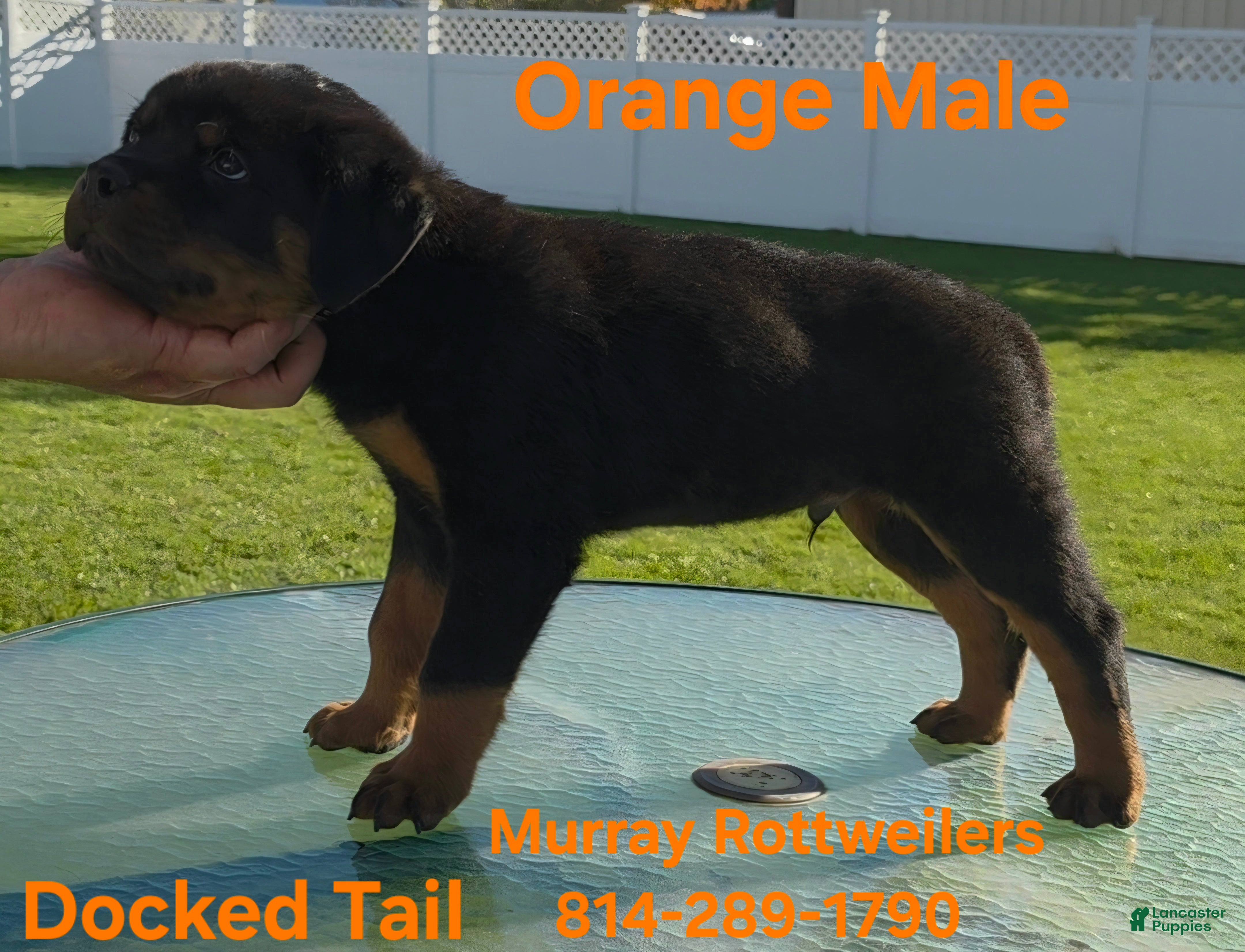 Rottweiler dogs for sale: Orange - Ad 2