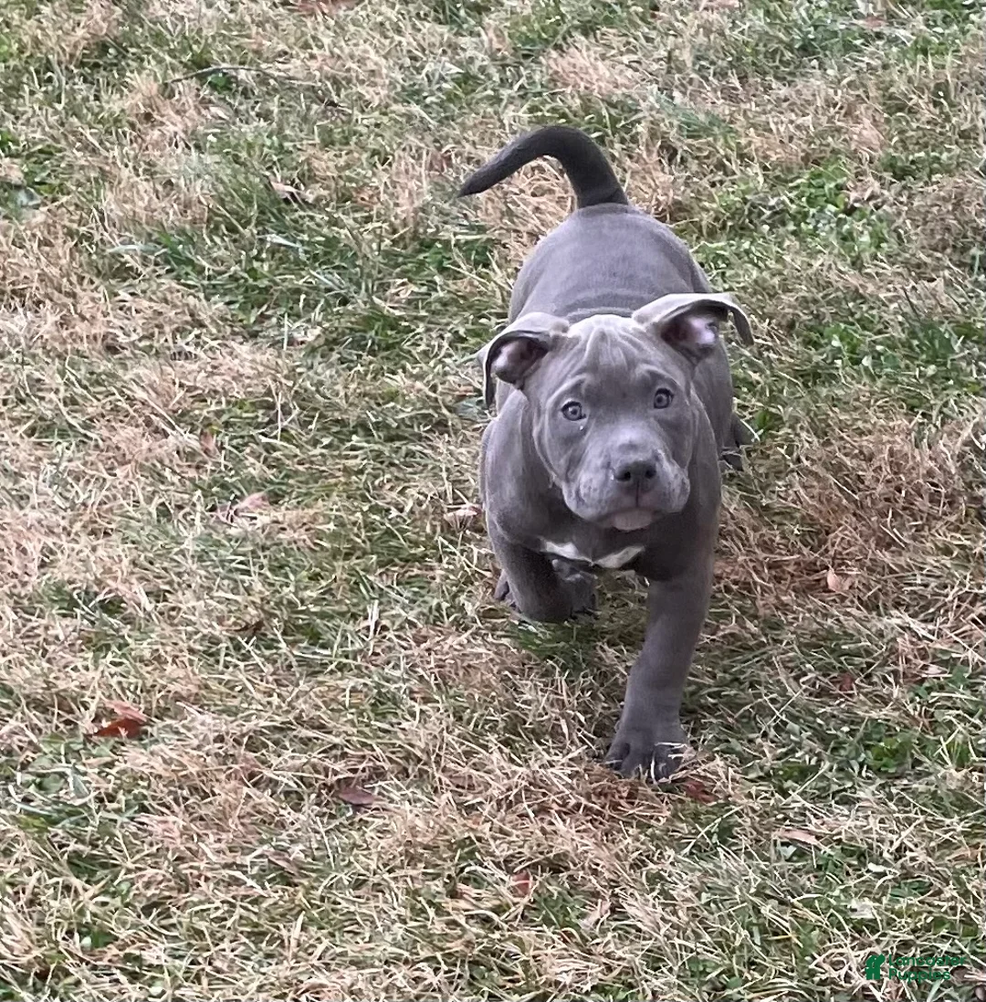 American Bully dogs for sale: Rocko - Ad 4