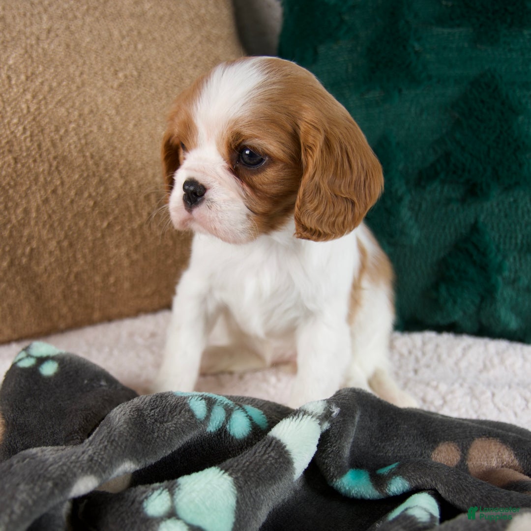 Cavalier King Charles Spaniel dogs for sale: Amelia - Ad 3