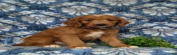 Goldendoodle dogs for sale: Thane - Ad 3