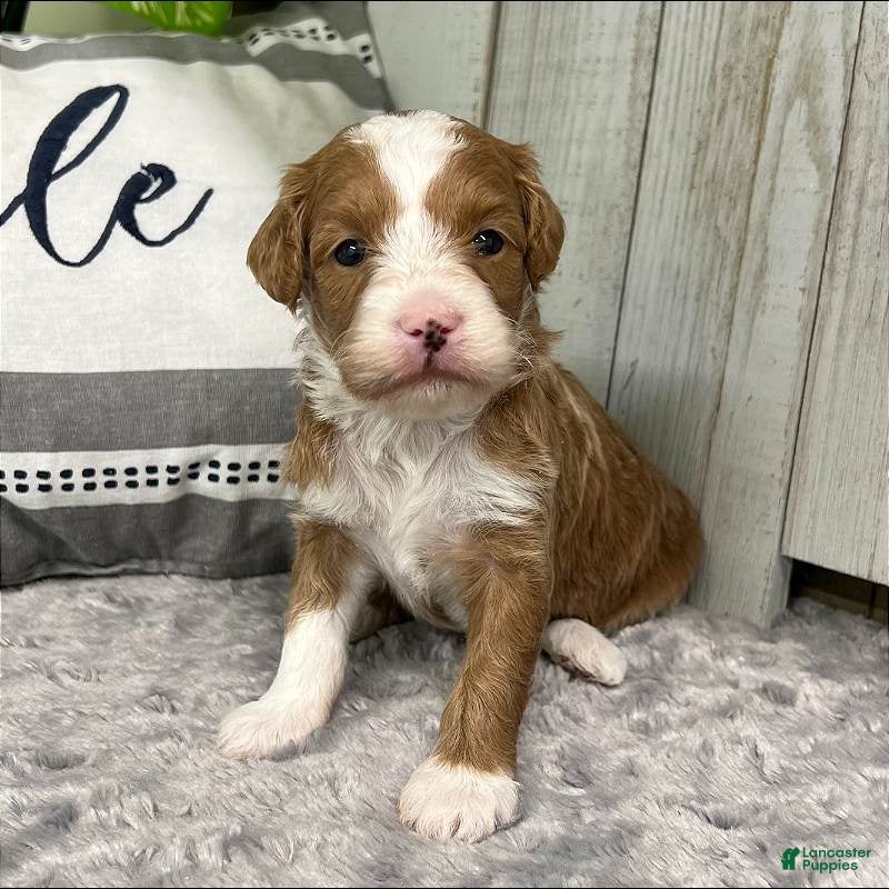 Mini Goldendoodle dogs Goldendoodle Puppy 2 - Ad 1