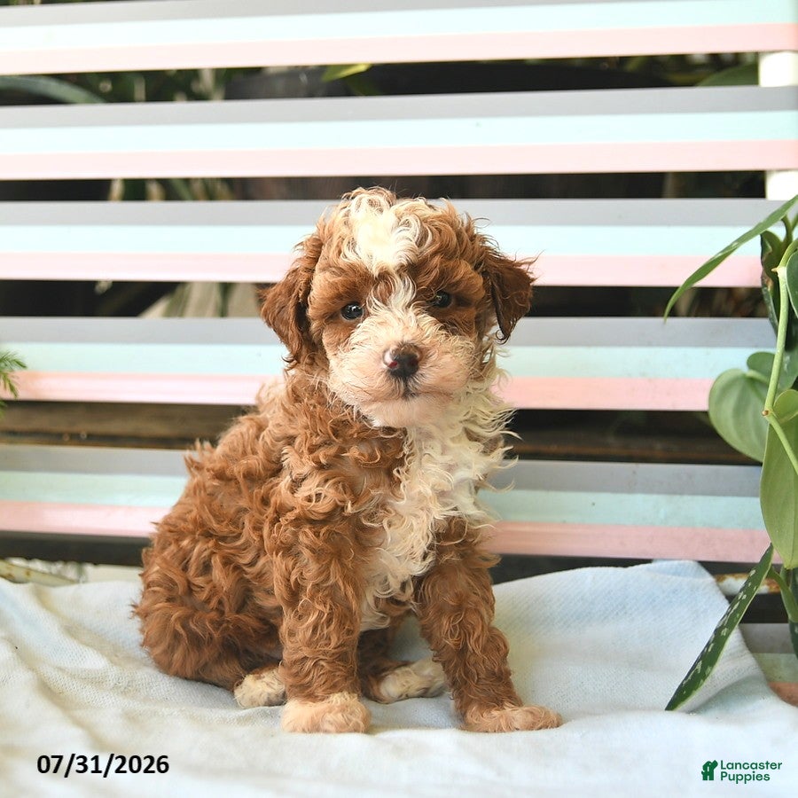 Miniature Poodle dogs for sale: Lenny  - Ad 3