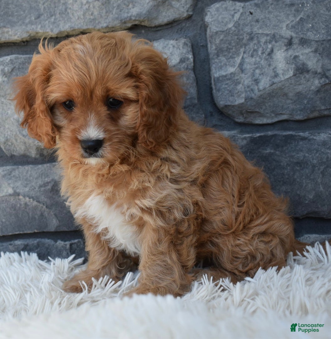 Cavapoo dogs Sammy - Ad 2