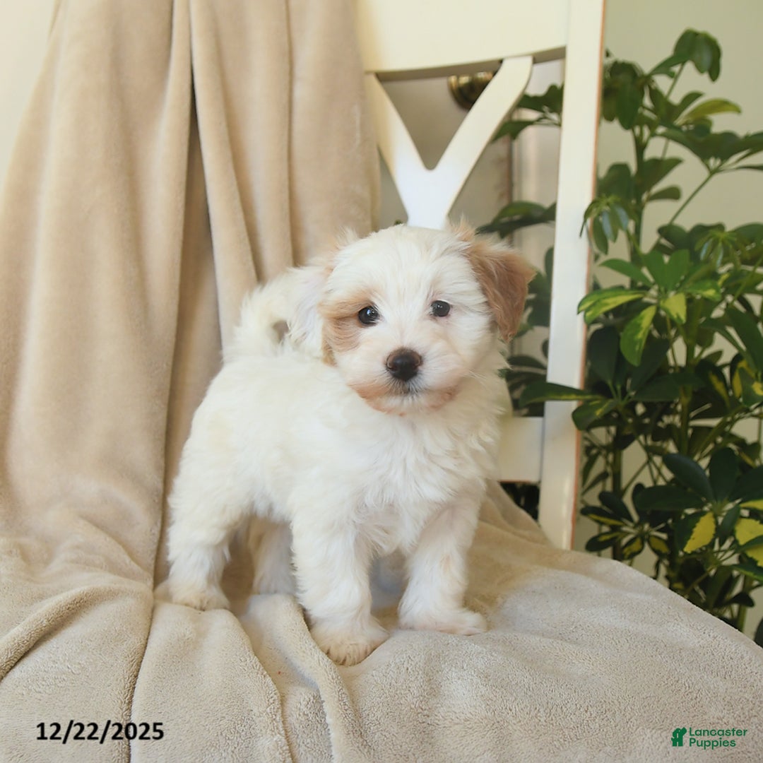 Havapoo dogs for sale: Lancelot - Ad 6