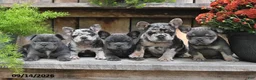 Frenchton dogs for sale: Rayna - Ad 3