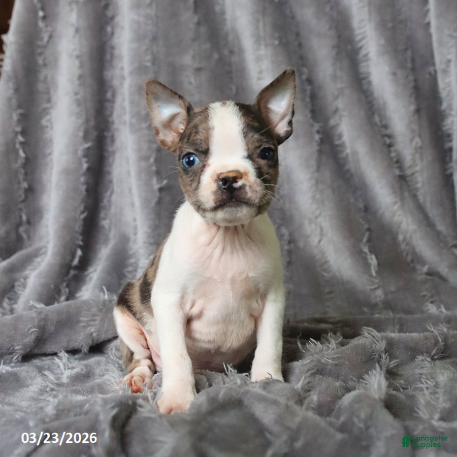 Boston Terrier dogs Rex - Ad 2