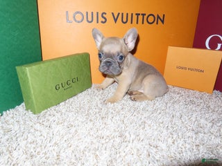 French Bulldog dogs - Ad 9