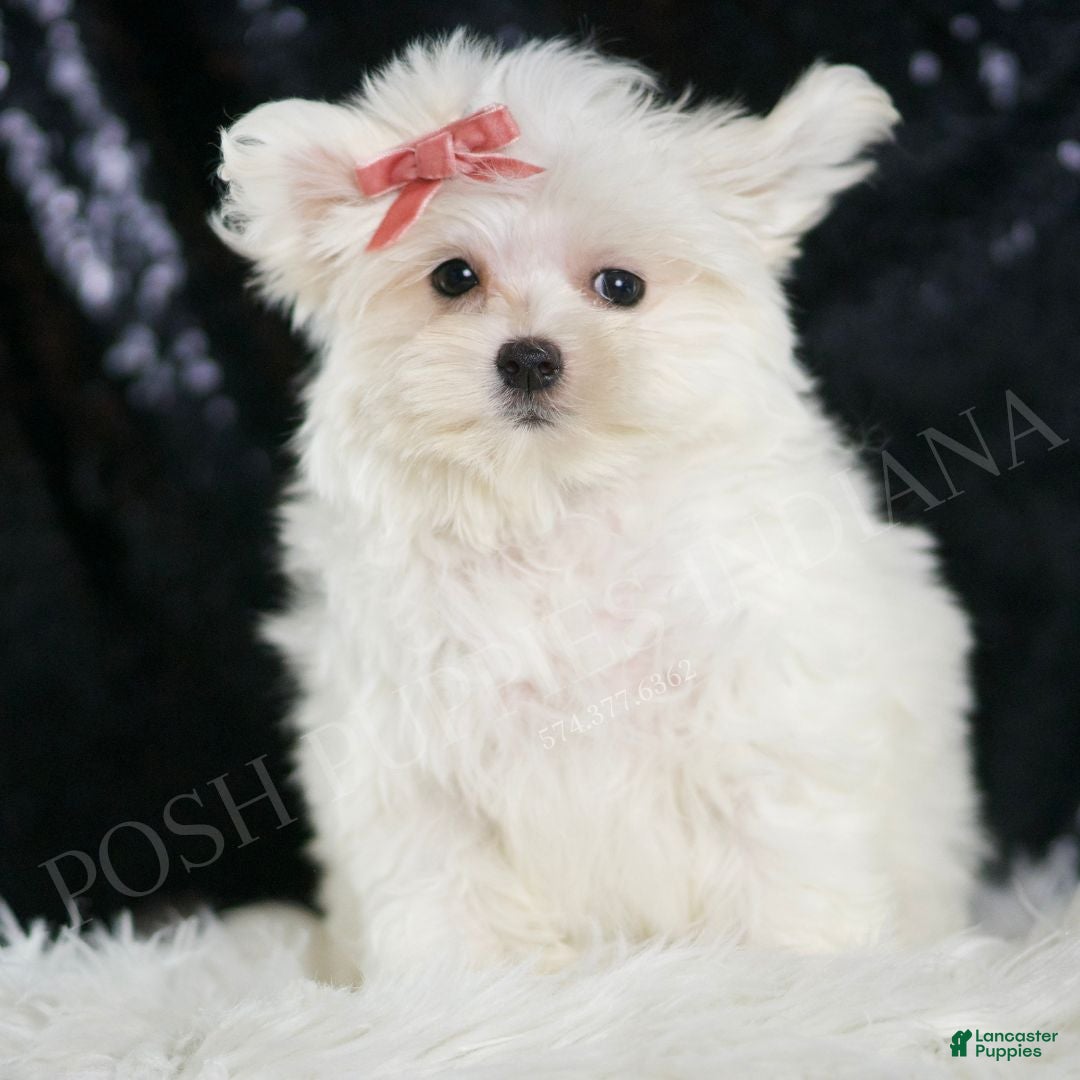 Maltese dogs Fendi - Ad 2