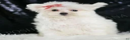 Maltese dogs for sale: Fendi - Ad 2