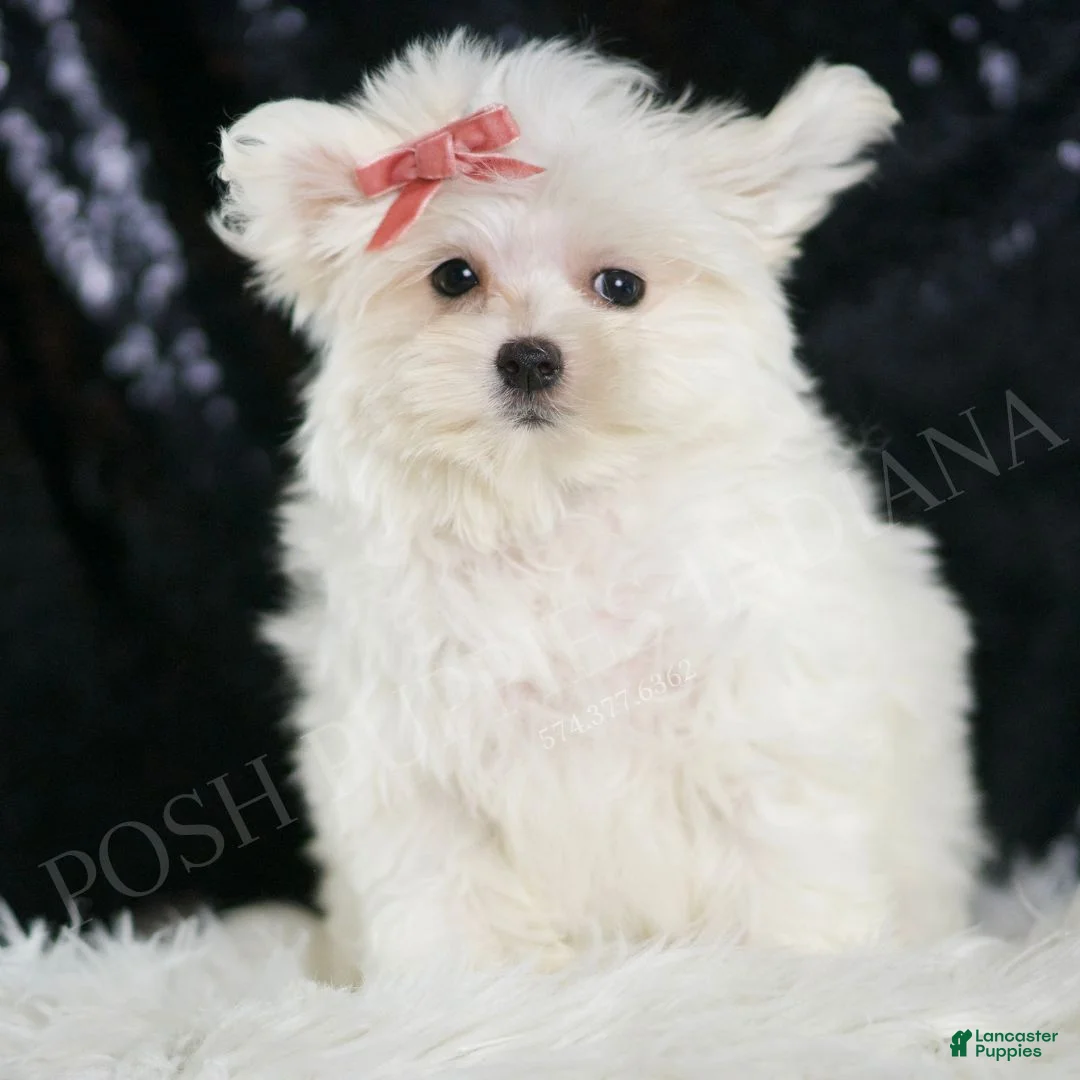 Maltese dogs for sale: Fendi - Ad 2