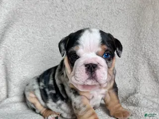 English Bulldog dogs Winston - Ad 13
