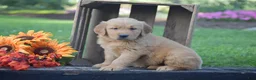 Golden Retriever dogs for sale: Penelope - Ad 1