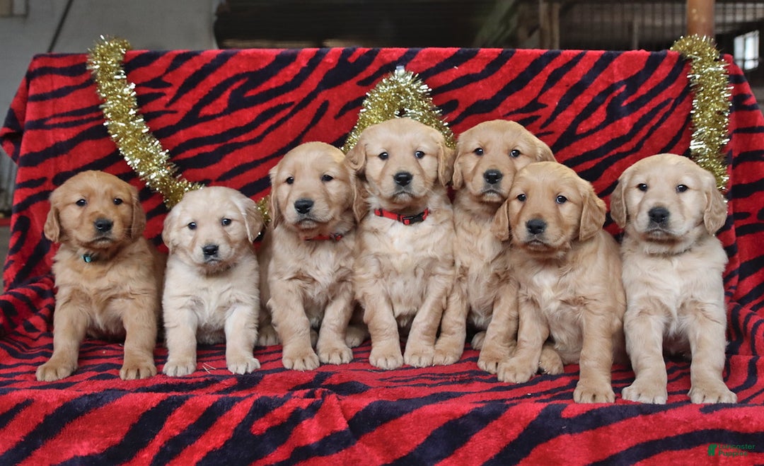 Golden Retriever dogs for sale: Raine - Ad 3