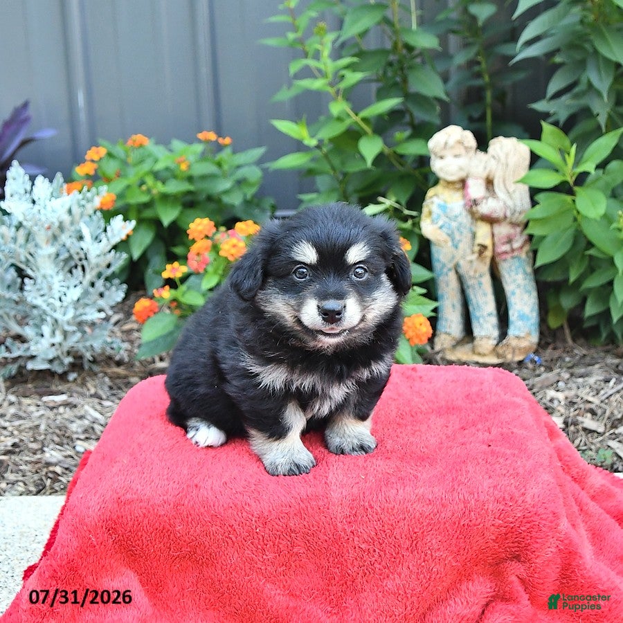 Mixed Breed dogs Gracie - Ad 1