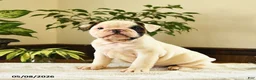 English Bulldog dogs for sale: Jefferson - Ad 1