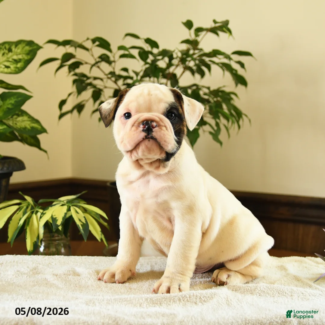 English Bulldog dogs for sale: Jefferson - Ad 1