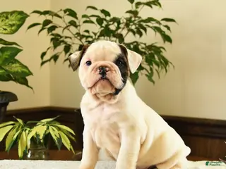 English Bulldog dogs for sale: Jefferson - Ad 2