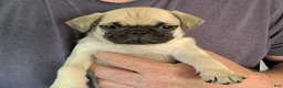 Pug dogs for sale: Logan - Ad 11