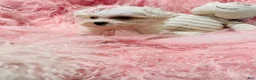 Maltese dogs for sale: Maltese 1 - Ad 3