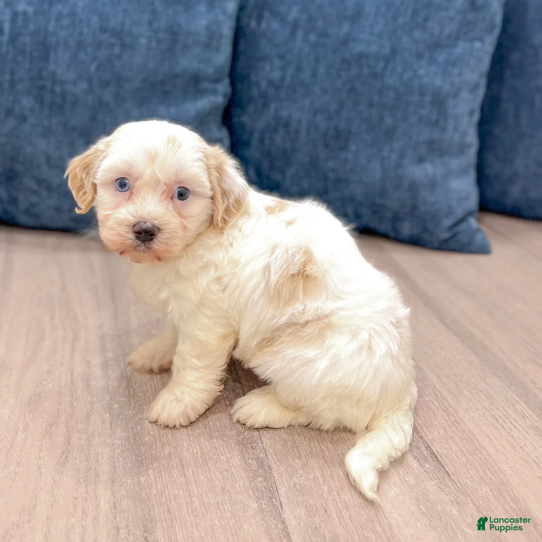 Havanese dogs for sale: Harvey - Ad 1