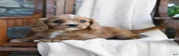 Cavapoo dogs for sale: Chili - Ad 1