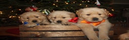 Golden Retriever dogs for sale: Golden Retriever Puppy orange  - Ad 7